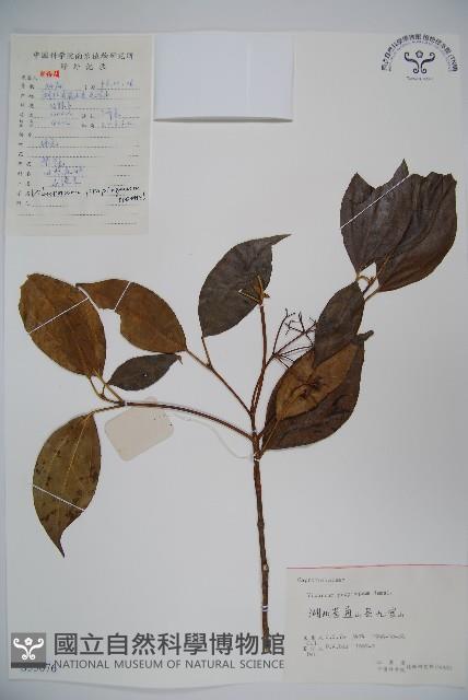 高山莢迷藏品圖，第1張