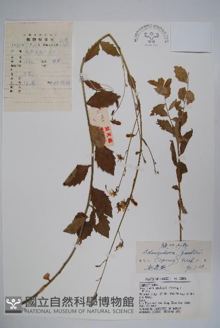 狹葉沙參藏品圖，第1張