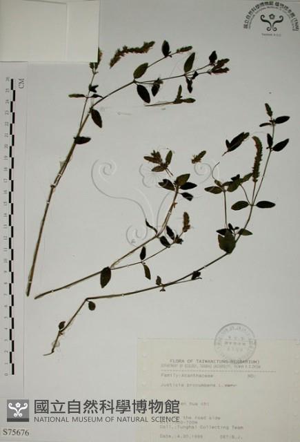 爵床藏品圖，第1張