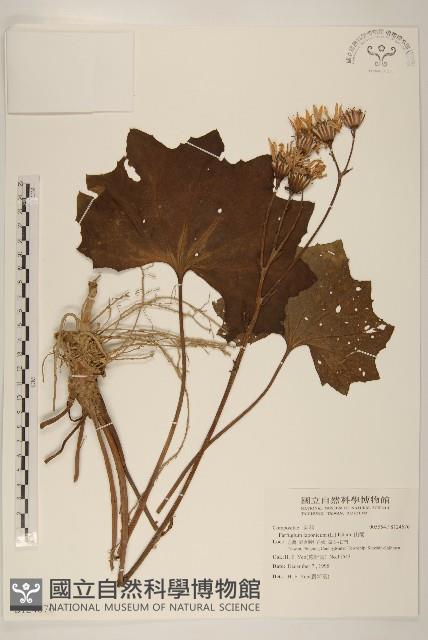 山菊藏品圖，第1張