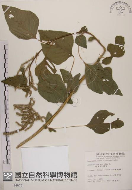 野莧菜藏品圖，第1張