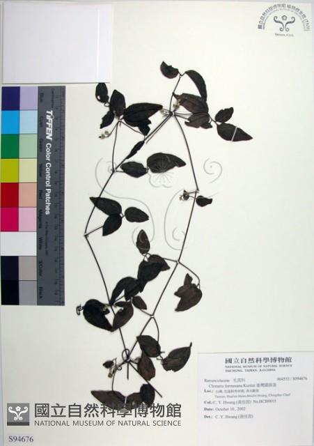 臺灣鐵線蓮藏品圖，第1張