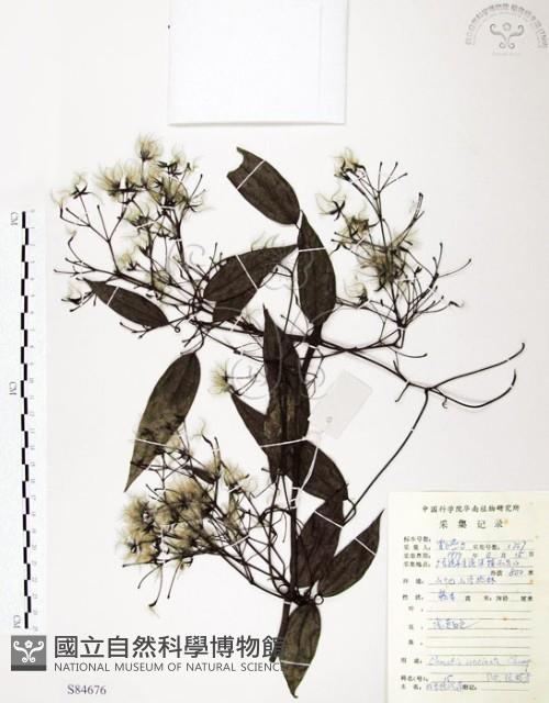 柱果鐵線蓮藏品圖，第1張