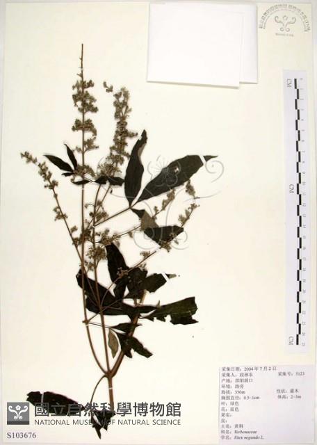 黃荊藏品圖，第1張