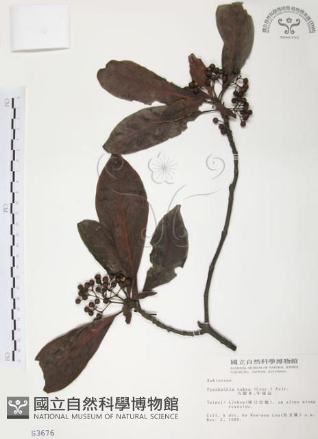 九節木、牛屎烏、青龍吐霧藏品圖，第1張