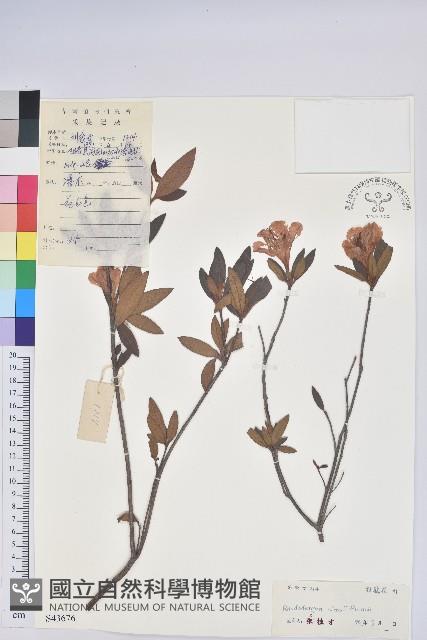 唐杜鵑、大屯杜鵑、中原氏杜鵑藏品圖，第1張