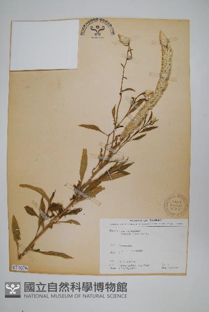 青葙藏品圖，第1張