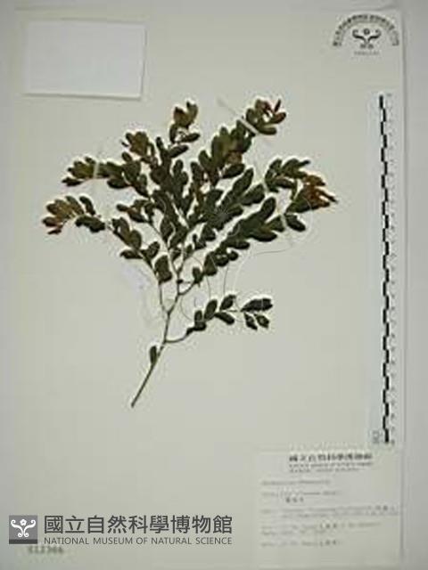 翼核木藏品圖，第1張