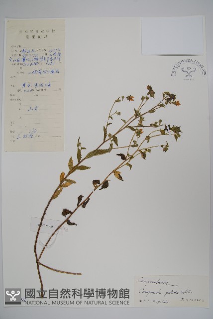 風鈴草藏品圖，第1張