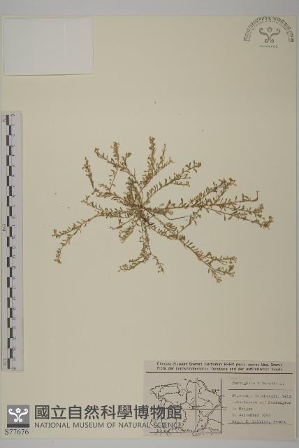 登錄號:S077676藏品圖，第1張