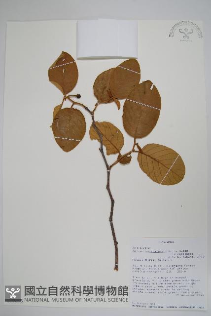 登錄號:S096076藏品圖，第1張