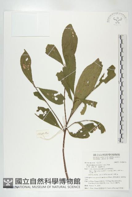 杜英、山杜英、蘭嶼杜英藏品圖，第1張