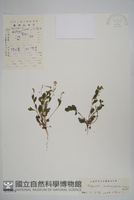 附地菜藏品圖，第1張