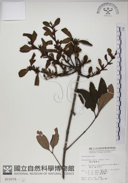 高氏桑寄生藏品圖，第1張