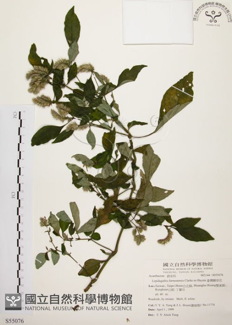 臺灣鱗球花藏品圖，第1張