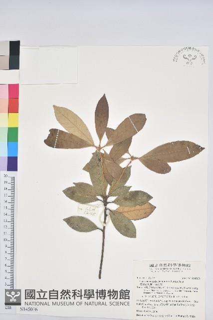 嶺南青剛櫟、嶺南椆藏品圖，第1張