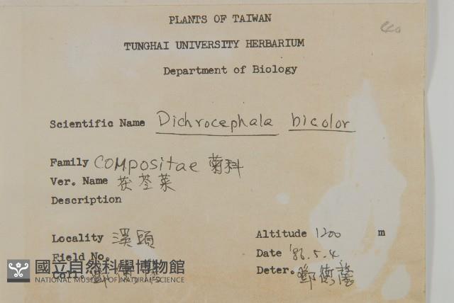 茯苓菜藏品圖，第1張