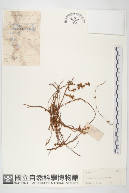 日本菟絲子藏品圖，第1張