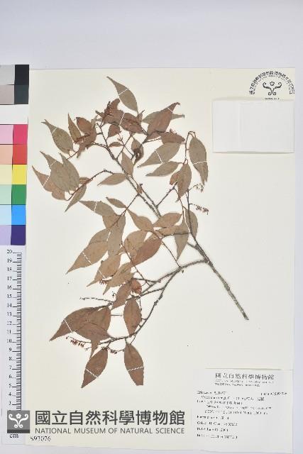 鞍馬山越橘藏品圖，第1張