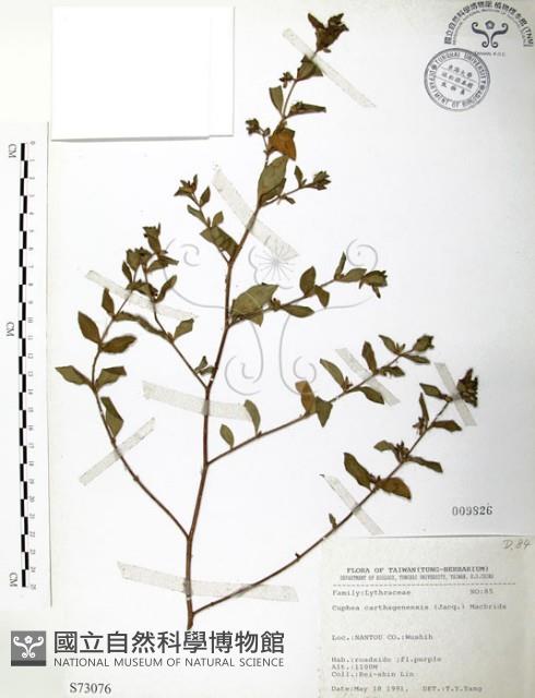 克非亞草藏品圖，第1張