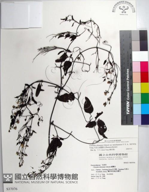 大肚山威靈仙藏品圖，第1張