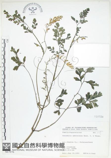 彎果黃菫藏品圖，第1張