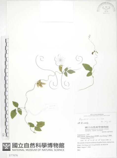 小葉括根藏品圖，第1張