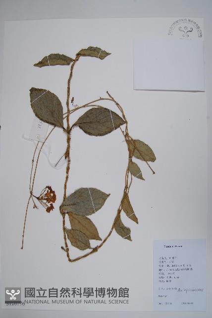 登錄號:S126776藏品圖，第1張