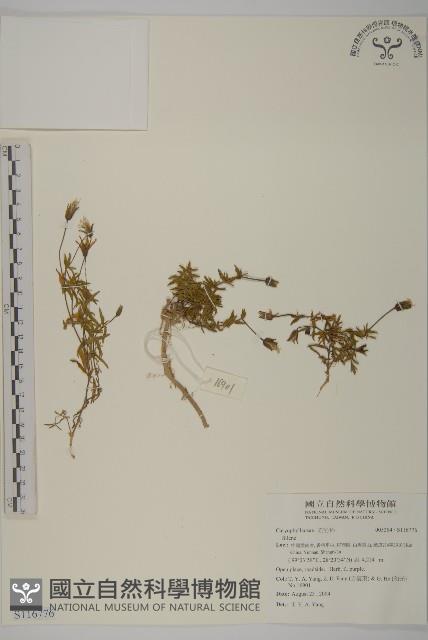 登錄號:S116776藏品圖，第1張