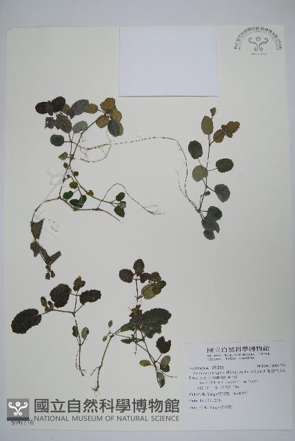 匍匐半插花藏品圖，第1張