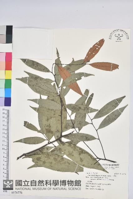 火燒柯、栲樹藏品圖，第1張