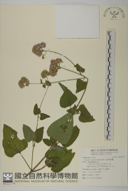 紫花霍香薊藏品圖，第1張