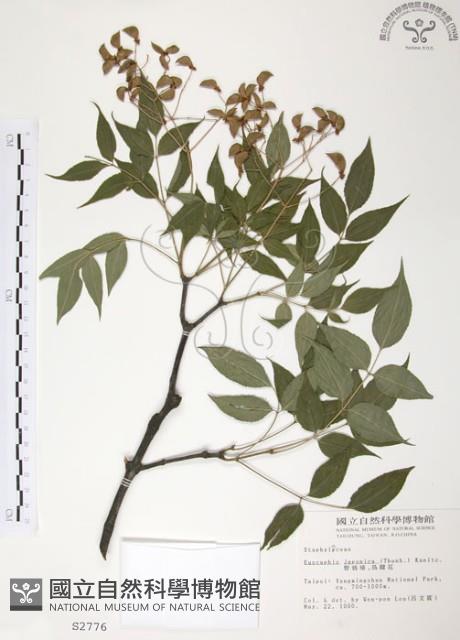 野鴉椿藏品圖，第1張