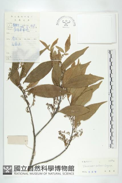 小葉滇越杜英藏品圖，第1張