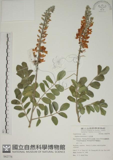 毛苦參藏品圖，第1張