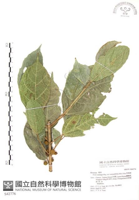 對葉榕藏品圖，第1張