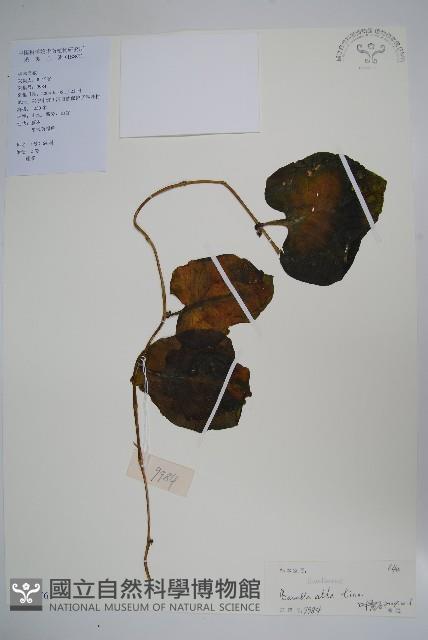 落葵藏品圖，第1張