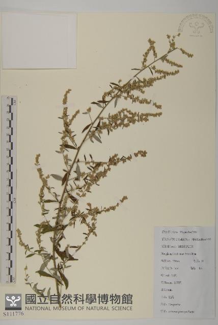 魁蒿藏品圖，第1張