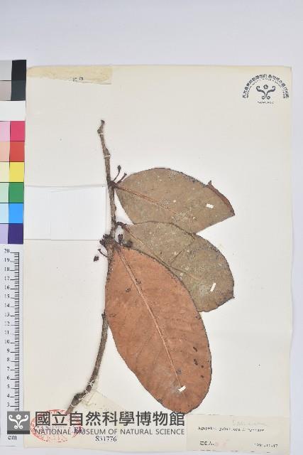 毛花樹蘿蔔藏品圖，第1張