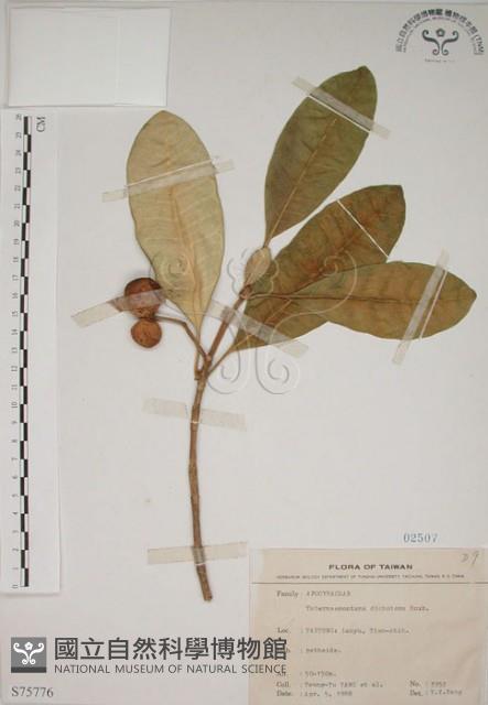 蘭嶼馬蹄花藏品圖，第1張