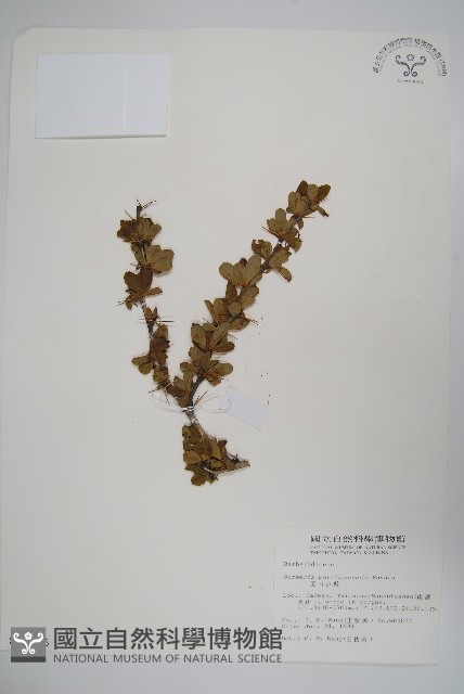 玉山小蘗藏品圖，第1張