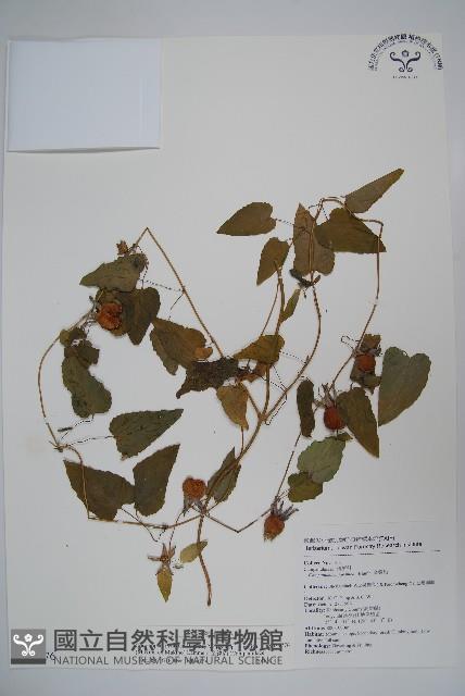 金錢豹藏品圖，第1張