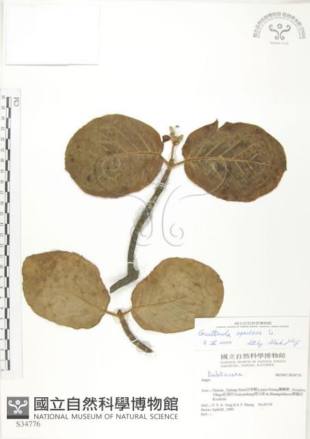 葛塔德木、欖仁舅藏品圖，第1張