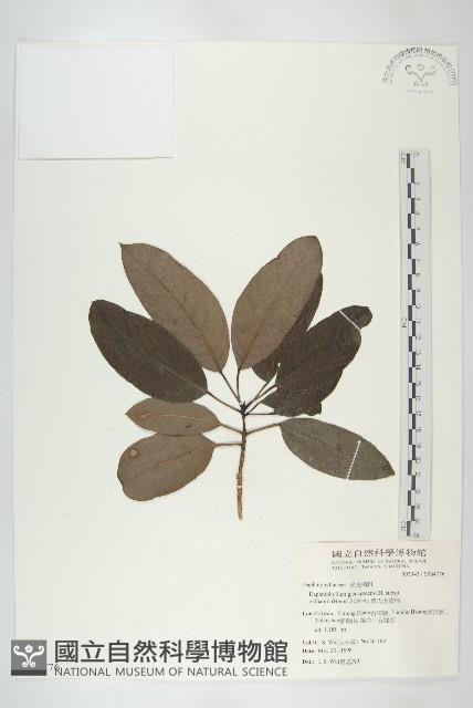 耿氏虎皮楠藏品圖，第1張