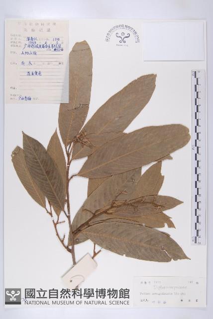 登錄號:S044776藏品圖，第1張