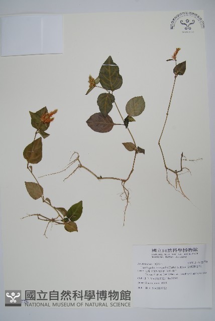 卵葉鱗球花藏品圖，第1張