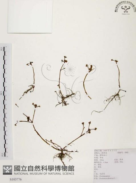 馬齒莧藏品圖，第1張