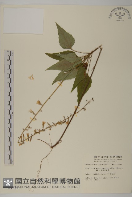 阿里山鬼督郵藏品圖，第1張