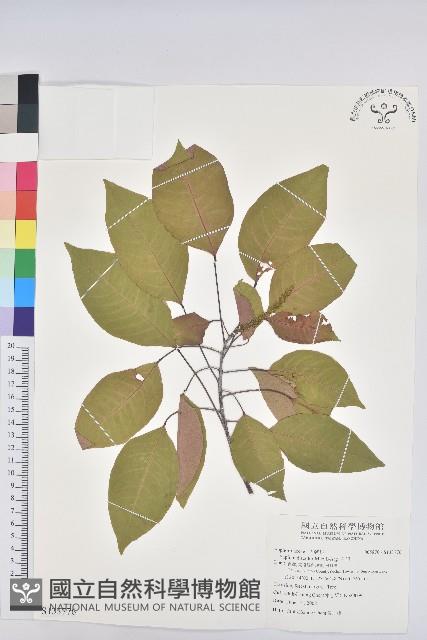 白臼藏品圖，第1張