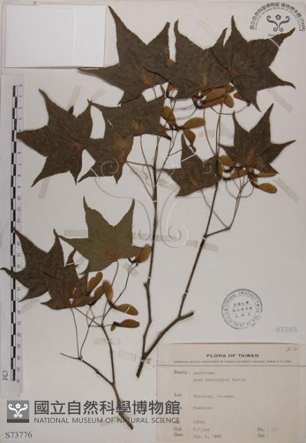 青楓藏品圖，第1張